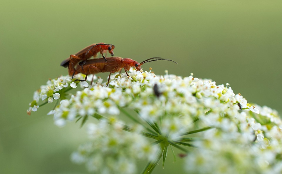 Soldat Rouge Beetle Coléoptères - Photo gratuite sur Pixabay