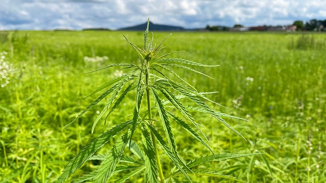 Free Hanf Hemp photo and picture