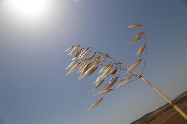 Free Wheat Blowing photo and picture
