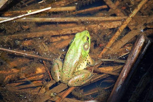Free Frog Animal photo and picture