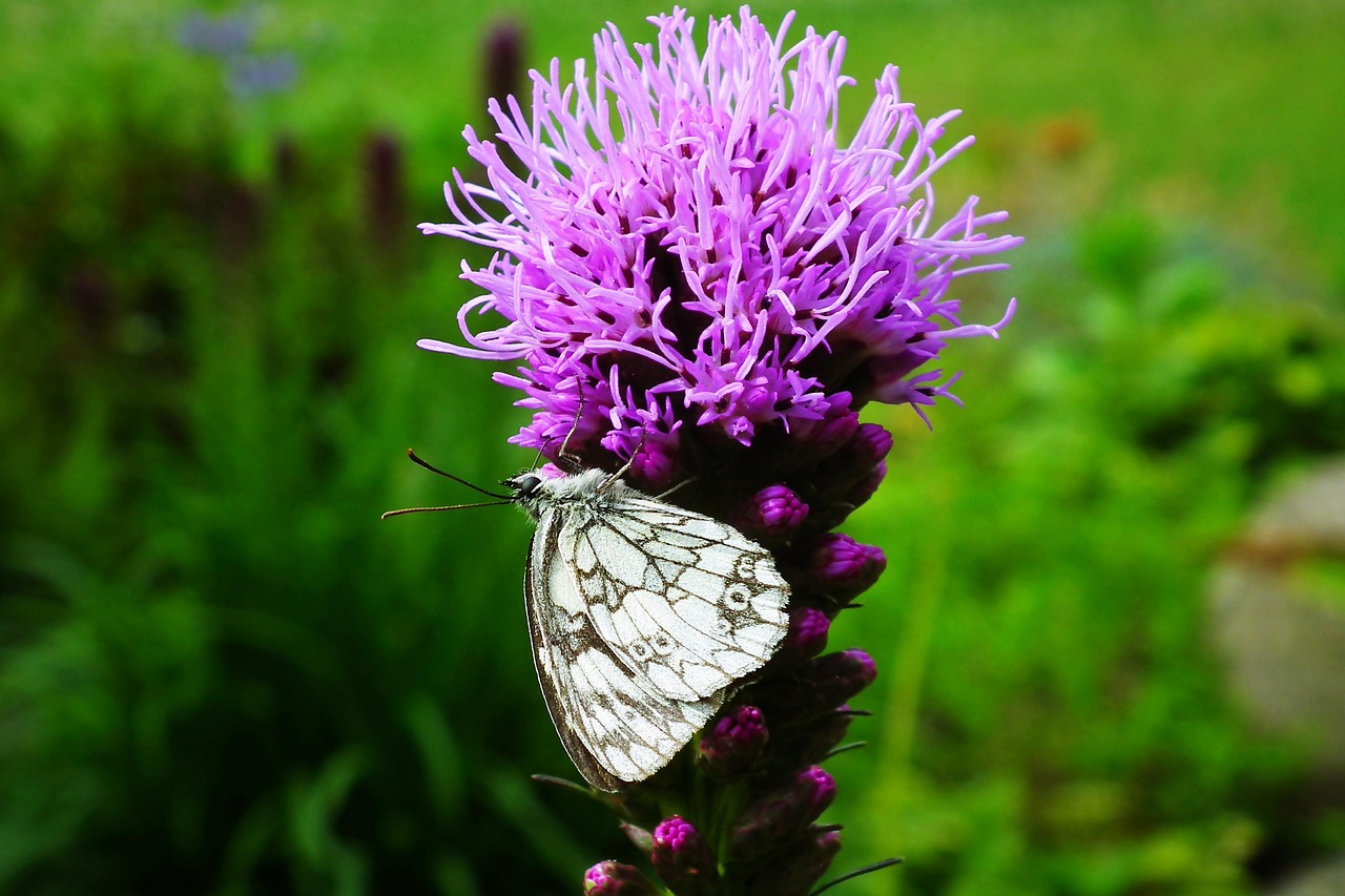 Butterfly Flower Pollinate Free photo on Pixabay Pixabay