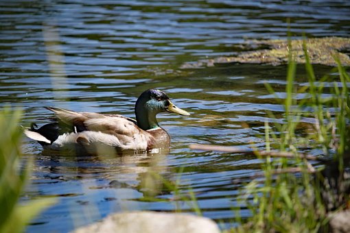 Free Duck Bird photo and picture