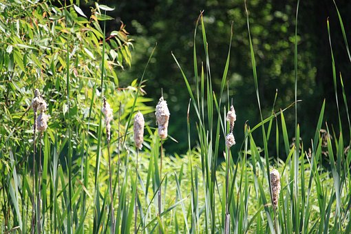 Free Cattails Plants photo and picture