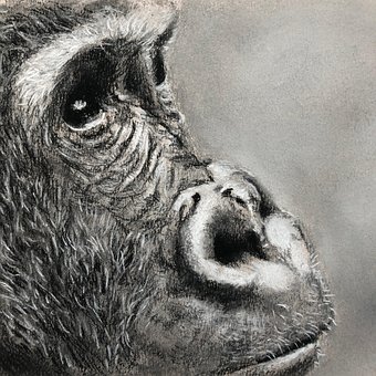 Free Monkey Sad photo and picture