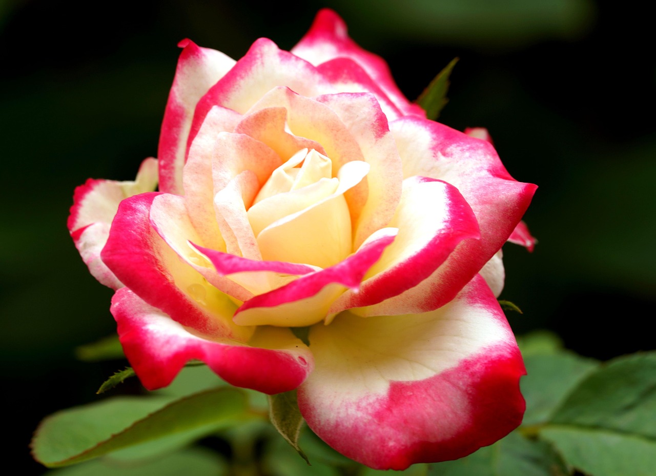 Fleur Roe Rose Fleur De - Photo gratuite sur Pixabay - Pixabay