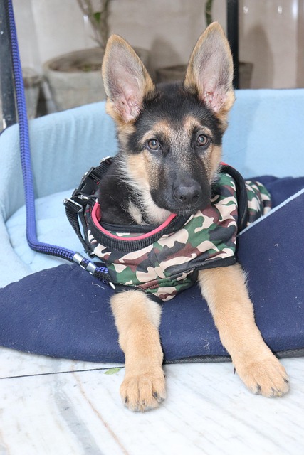 Hund, Haustier, Tier, Niedlich
