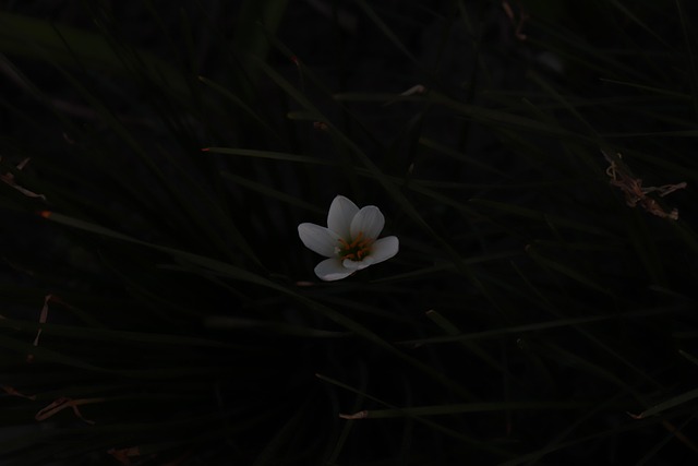 Blume, Pflanze, Baum, Garten, Natur