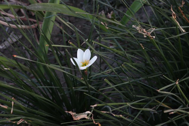 Blume, Pflanze, Baum, Garten, Natur