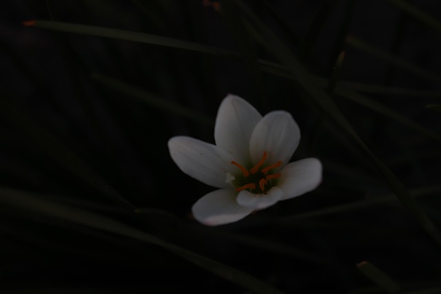 Blume, Pflanze, Baum, Garten, Natur