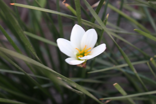 Blume, Pflanze, Baum, Garten, Natur