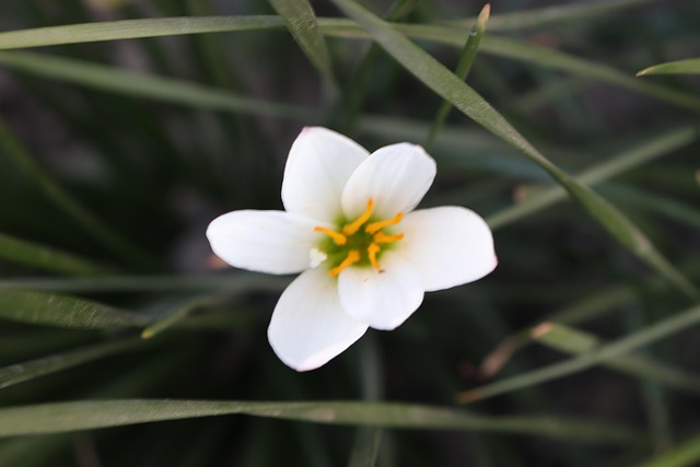 Blume, Pflanze, Baum, Garten, Natur