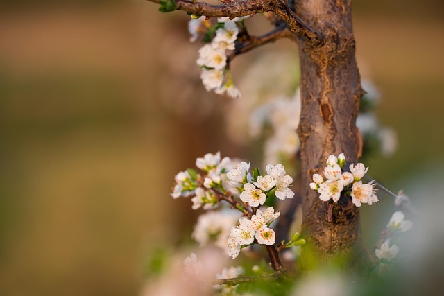 Free Flowers White Petals photo and picture