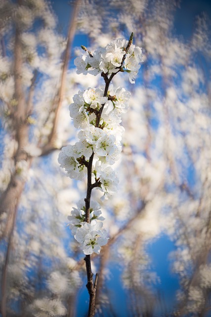 Free Sakura Flowers photo and picture
