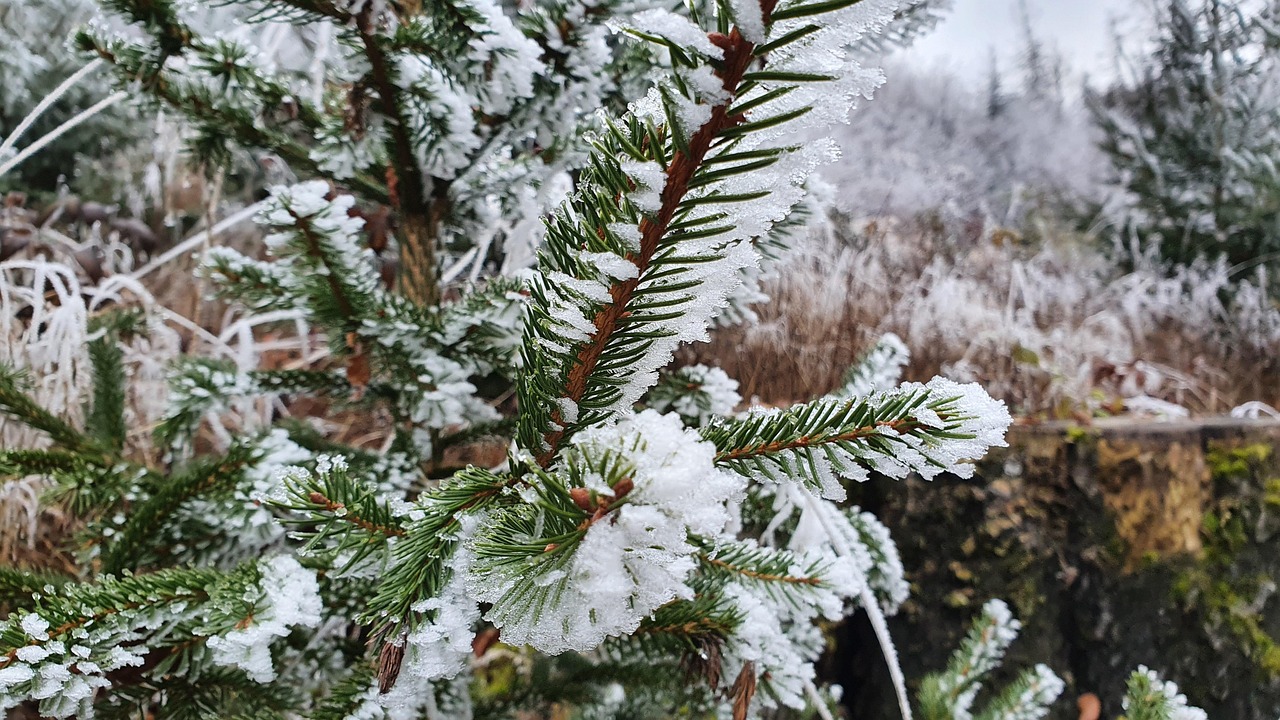 Árvore Abeto Neve - Foto gratuita no Pixabay - Pixabay