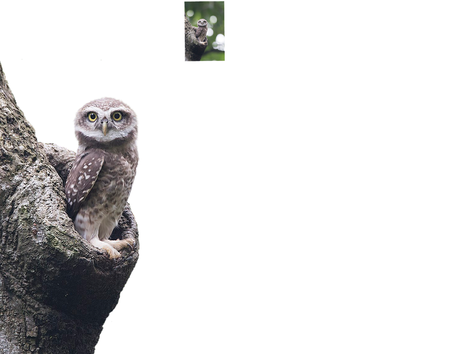Download Little Owl, Tree, Perched. RoyaltyFree Stock Illustration