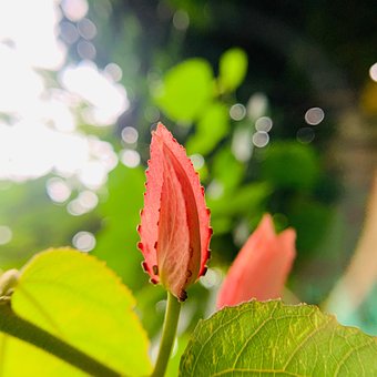 Free Flower Pink Flower photo and picture