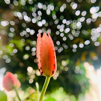 Free Flower Pink Flower photo and picture