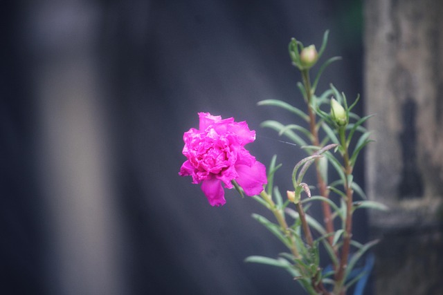 Free Flower Pink Flower photo and picture