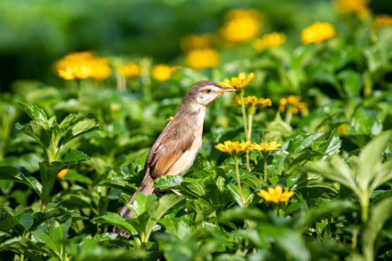 100 + 무료 Larks & 종달새 이미지 - Pixabay