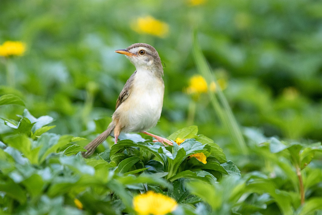 100 + 무료 Larks & 종달새 이미지 - Pixabay