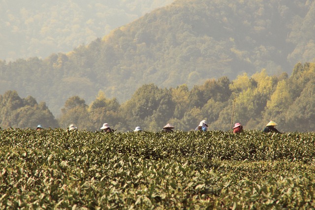 Free Tea Field photo and picture