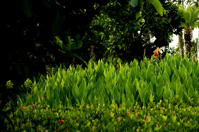 Pflanzen, Blätter, Garten, Laub, Grün