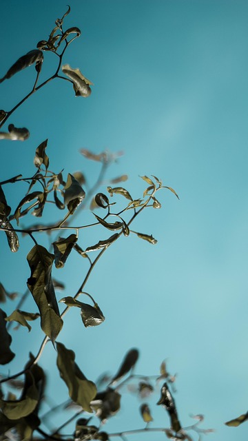 Free Leaves Plants photo and picture