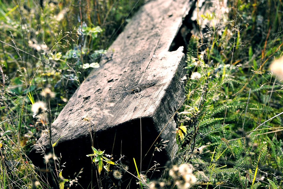 Sleeper Log Nature Free photo on Pixabay Pixabay