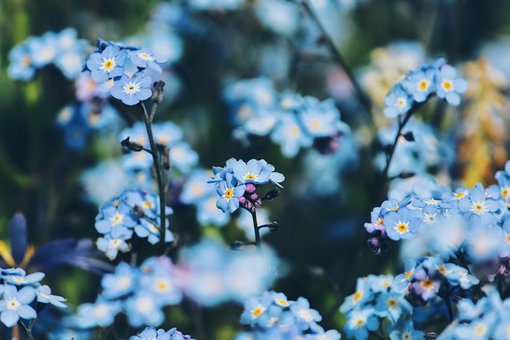 Vergissmeinnicht, Blumen, Blaue Blumen