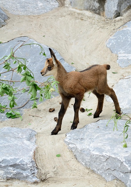 Gemzen, Dierlijke Kinderen, Dierentuin