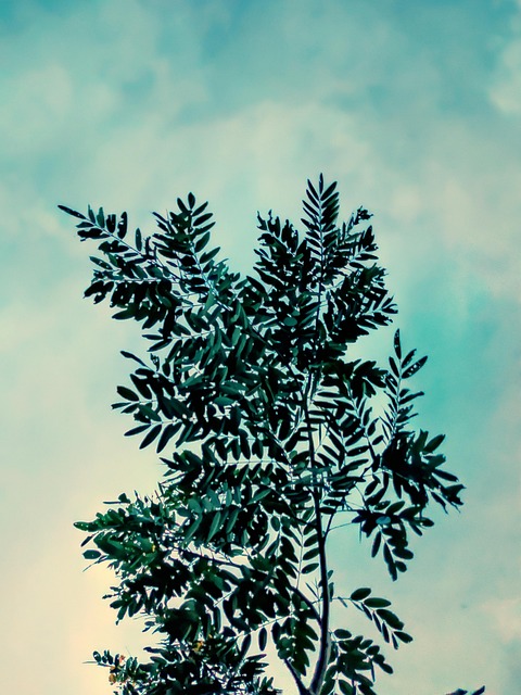 Free Leaves Foliage photo and picture