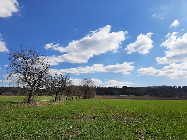 Free Field Field Of Rapeseeds photo and picture
