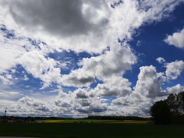 Free Field Field Of Rapeseeds photo and picture