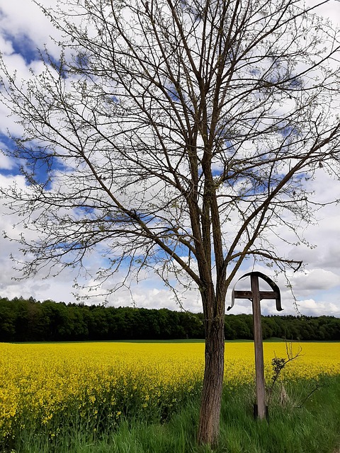 Free Oilseed Rape Field photo and picture