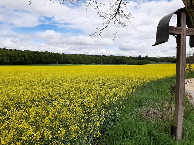 Free Oilseed Rape Field photo and picture