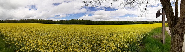 Free Oilseed Rape Field photo and picture