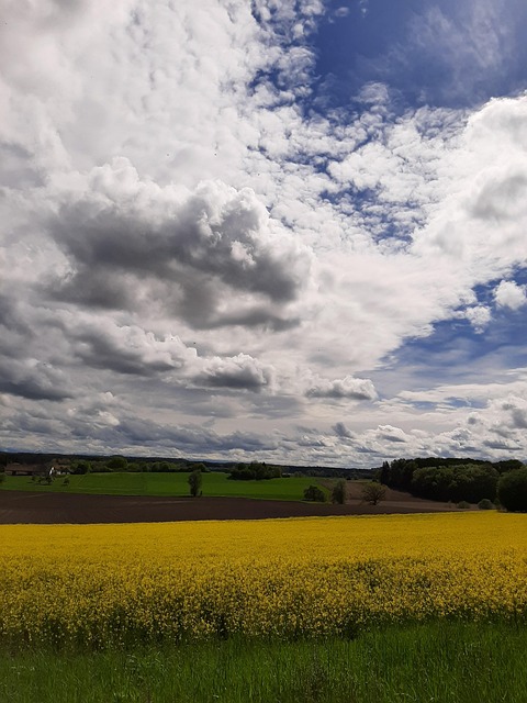 Free Oilseed Rape Field photo and picture