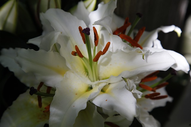 Free Lily Flower photo and picture