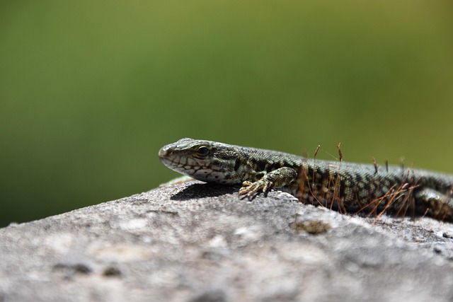 Hagedis, Reptiel, Dier