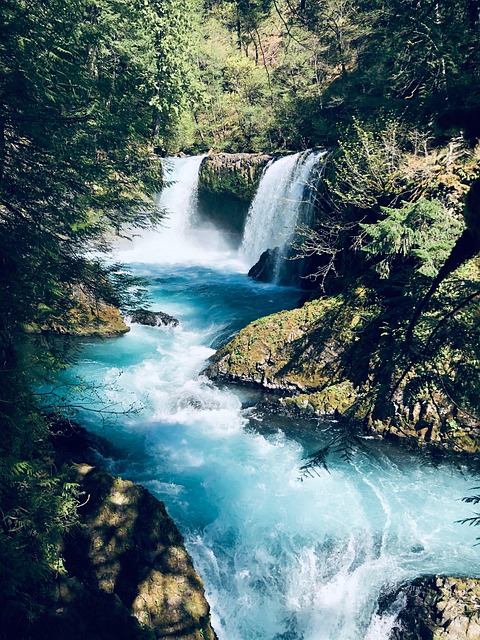 Agua, Cachoeira, Floresta, Bosques