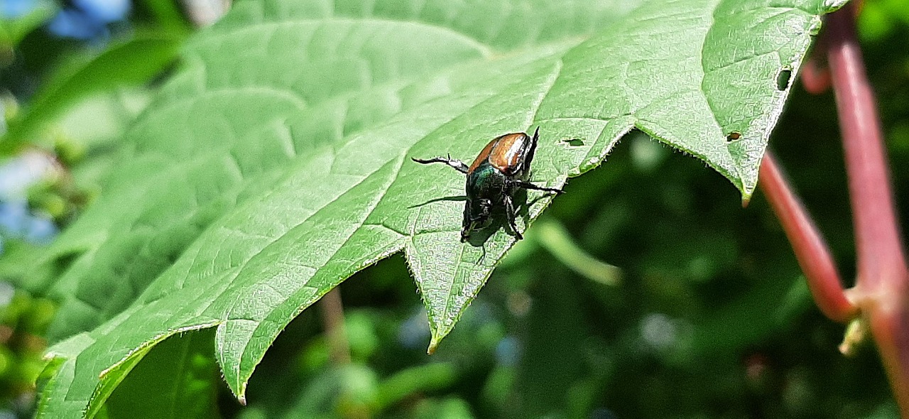 Bug Inseto Bug De Junho Besouro Inseto - Foto gratuita no Pixabay - Pixabay