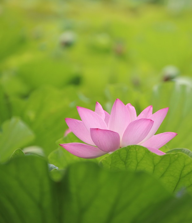 Lotus Flower Pink - Free photo on Pixabay