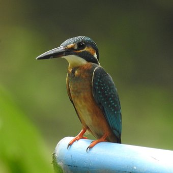 Free Kingfisher Bird photo and picture