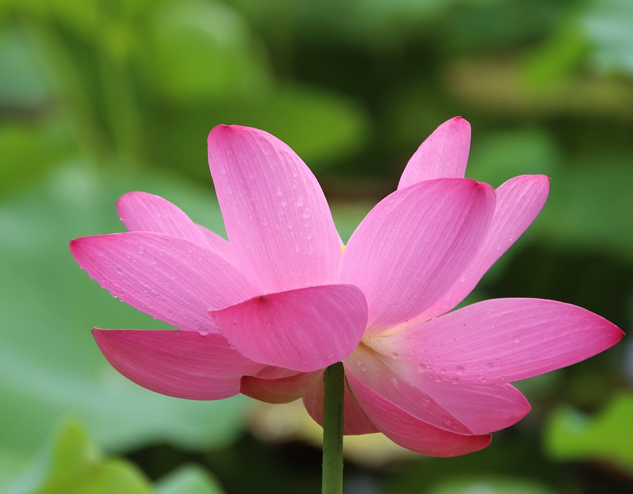 Lotus Flower Pink - Free photo on Pixabay