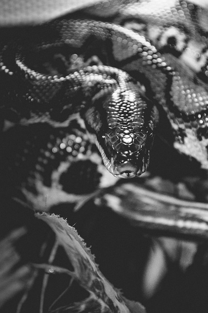 Schlange, Reptil, Tierwelt, Natur