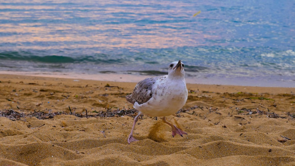 Bird Beach Animal - Free photo on Pixabay - Pixabay