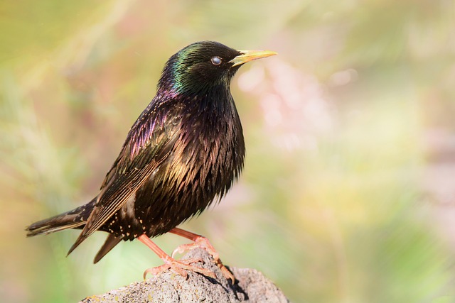 Star, Vogel, Sitzend, Tier, Gefieder