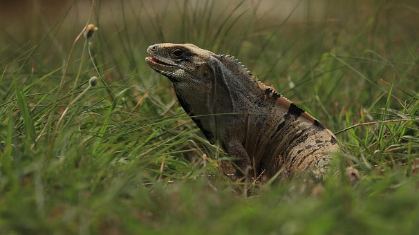 Iguană, Şopârlă, Reptila, Cap, Pustie