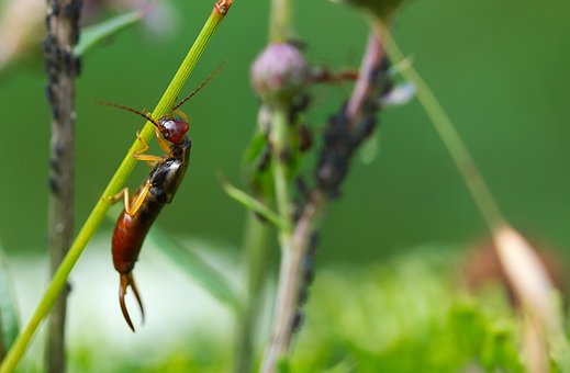 ตุ้มหู, แมลง, พืช, Earwig ยุโรป