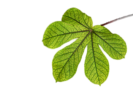 Free Leaf Plant illustration and picture